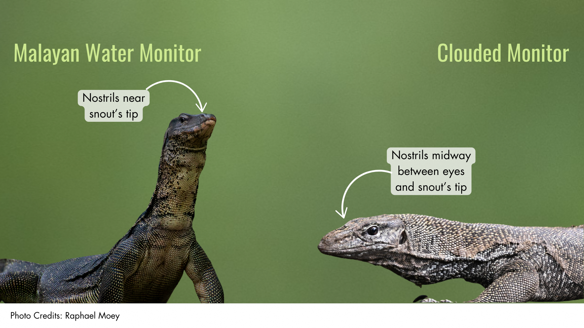 Clouded Monitor
